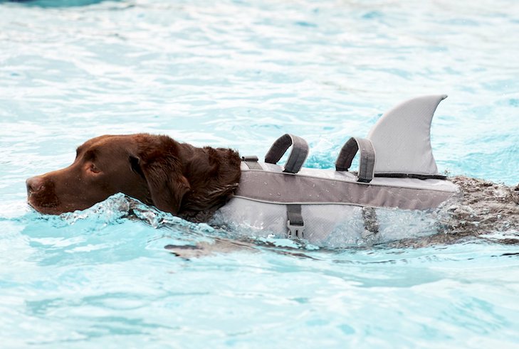 Shark Life Vest for Dogs